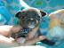 Mini-Chihuahua-Welpen (Langhaar und.  Kur