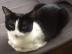 RAYA, kastrierte und geimpfte Katze erh�