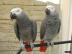 afrikanischen Grey Papageien