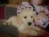 Golden Retriever Welpen