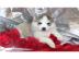 reinrassige Siberian Husky Welpen