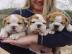 Englische Bulldoggenwelpen verf�gbar
