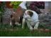 Reinrassige Englische Bulldogge welpen