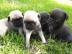 Gesund Mops Welpen mit VDH FCI