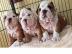 Englisch Bulldogge Welpen mit Stammbaum. 