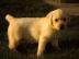 Wir haben zwei Labrador Retriever Welpen