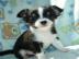 Weihnachten Mini Chihuahua Babys fur 285