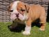 Englische Bulldoggenwelpen