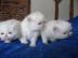 Pedigree Creme persische K�tzchen, m�nnl