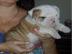 Englische Bulldogge Welpen mit papieren