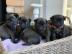 Die fantastischen vier reinrassige Mopsw