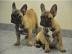 Bildsch�ne Franz�sische Bulldoggen