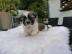 Shih Tzu Welpen