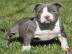 Intelligente und intelligente Pitbull We