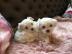 Mini Malteser Welpen (Reinrassig) mit Pa