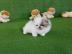 Teacup Pomeranian Welpen f�r Ihre Kinder