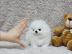 Sch�ne Teetasse Pomeranian Welpen