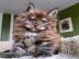Zuckers��es Maine-Coon-K�tzchen sucht ei