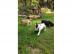 Franz�sische Bulldoggen Welpen