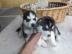 Reinrassige Siberian Husky Welpen