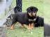 Rottweiler Welpen jetzt abzugeben �berli
