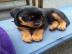 Zuckers??en Rottweiler Welpen abzugeben