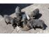 Wundersch�ne Franz�sische Bulldoggen-bab
