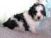 Bolonka Zwetna R�den und H�ndinnen Welpe