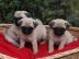Mops Welpen mit Papieren. 