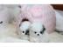 Wundersch�ne Pomeranian / Zwergspitz wel