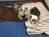 S??e englische Bulldogge m?nnliche und w