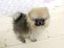 Pomeranian Zwergspitz Welpen