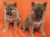 AKC reg Shiba Inu Welpen