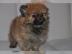 Wundersch�ne reinrassige Pomeranian Zwer
