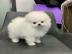 Gesunde Zwergspitz Pomeranian Welpen mit