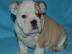 Englische Bulldogge mit Stammbaum