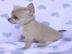 Chihuahua-Welpen in sch�nen Farben !