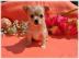 Wundersch�ne, Typ volle Chihuahua-Welpen
