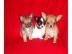 !!!s��e typvolle Chihuahua Welpen(langha