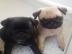 Entz�ckende Pug Welpen f�r Rehoming