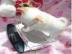 Chihuahua Welpen suchen ihre Familie
