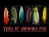 Qualit�t Arowana Fische zum Verkauf