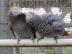 Kongo-Afrikaner Grey Parrots f?r Vogelli