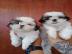 ausgezeichnete Shih Tzu Welpen