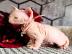 Sphynx-K�tzchen