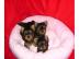 Yorkshire Terrier Welpen suchen ein lieb