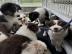 Border Collie Welpen mit FCI Stammbaum w