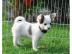 Super s��e MINI chihuahua welpen mit Pap