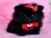 100% Zwergspitz / Pomeranian welpen mit