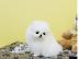 Pomeranian welpen Welpen suche liebe